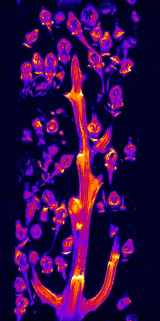 Inflorescence de la vigne